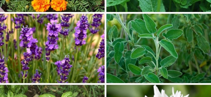 9 Plants That Repel Mosquitoes From Your Home